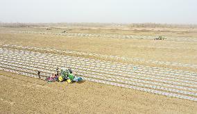 Sowing Cotton in Xinjiang