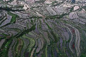 Nanfeng Rice Terraces