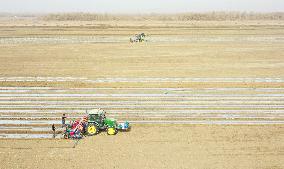 Sowing Cotton in Xinjiang