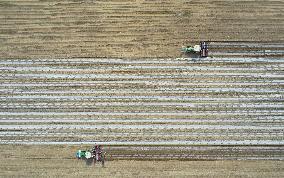 Sowing Cotton in Xinjiang