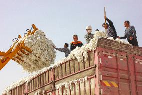 China Xinjiang Cotton