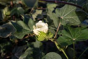 China Xinjiang Cotton