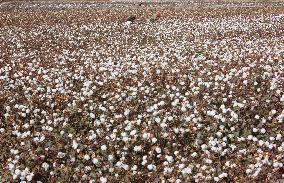 China Xinjiang Cotton