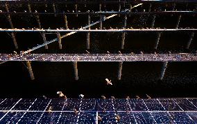 Solar Photovoltaic Panel