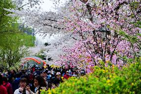 Cherry Blossom in Yuyuantan Park