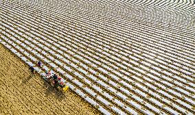 Spring Ploughing