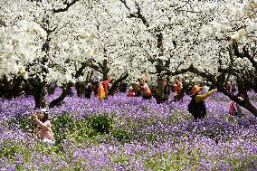 Spring Flowers