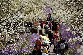 Spring Flowers