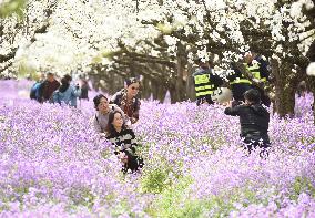 Spring Flowers