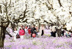 Spring Flowers