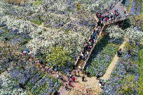 Spring Flowers