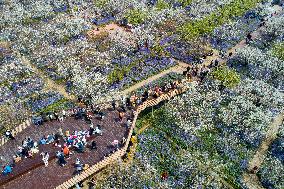 Spring Flowers