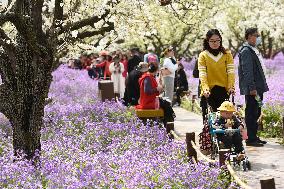 Spring Flowers