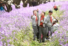 Spring Flowers