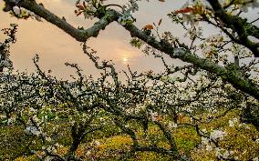 Pear Flowers Blooming