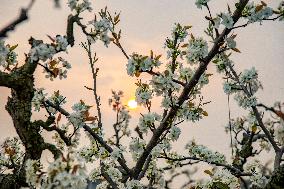 Pear Flowers Blooming
