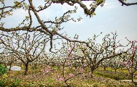 Pear Flowers Blooming