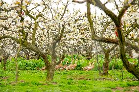 Pear Flowers Blooming
