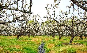 Pear Flowers Blooming