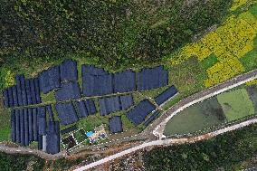 Agricultural Base in Chongqing