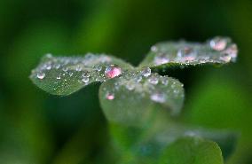 Clover Raindrops