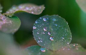 Clover Raindrops