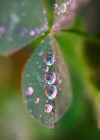 Clover Raindrops