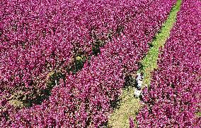 Spring Flowers