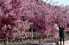 Spring Flowers