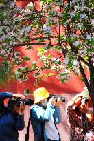 The Forbidden City