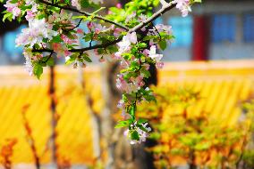 The Forbidden City