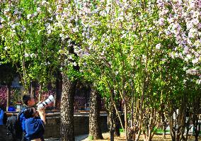 The Forbidden City