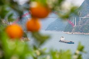 Spring Navel Orange Orchard Along the Yangtze River