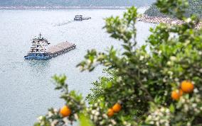 Spring Navel Orange Orchard Along the Yangtze River