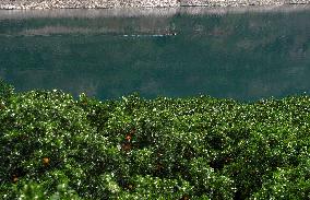 Spring Navel Orange Orchard Along the Yangtze River