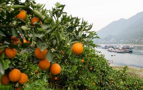 Spring Navel Orange Orchard Along the Yangtze River