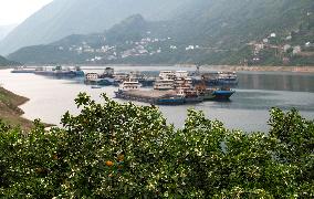 Spring Navel Orange Orchard Along the Yangtze River