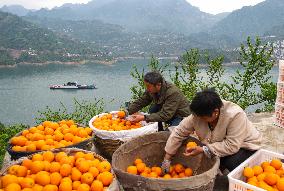 Spring Navel Orange Orchard Along the Yangtze River