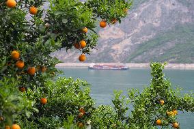 Spring Navel Orange Orchard Along the Yangtze River