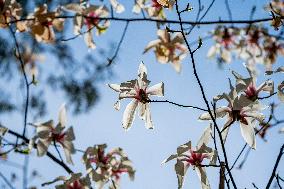 Magnolia Flowers in Full Bloom