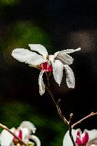 Magnolia Flowers in Full Bloom