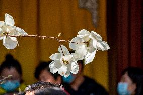 Magnolia Flowers in Full Bloom