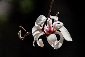 Magnolia Flowers in Full Bloom