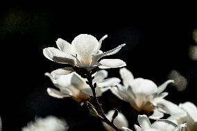 Magnolia Flowers in Full Bloom