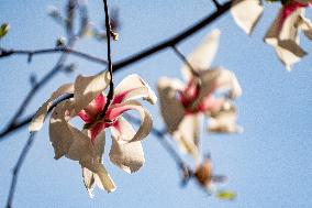 Magnolia Flowers in Full Bloom