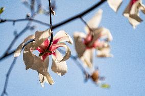 Magnolia Flowers in Full Bloom