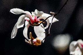 Magnolia Flowers in Full Bloom