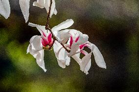 Magnolia Flowers in Full Bloom