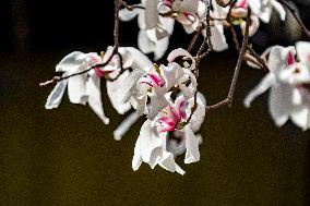 Magnolia Flowers in Full Bloom