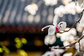 Magnolia Flowers in Full Bloom